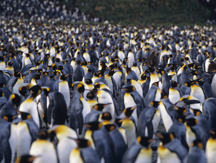 פינגווינים (צילום: realsimple.com, Thinkstock)