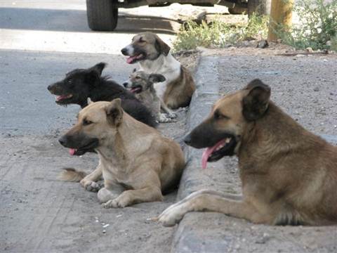 כלבים נטושים בבאר שבע. תצלום: תנו לחיות לחיות