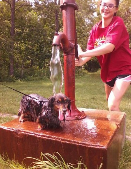 כלב מתקלח (צילום: thechive.com)