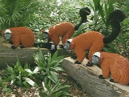 מצאו את ההבדלים. להקת קופים מלגו (צילום: חדשות 2)