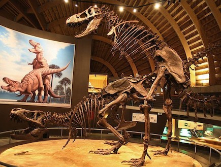 דינוזאורים מזדווגים (צילום: huffingtonpost.com)