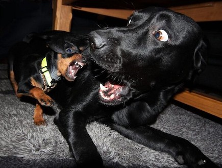 כלבים מפחידים (צילום: thechive.com)