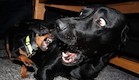 כלבים מפחידים (צילום: thechive.com)