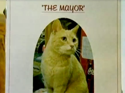 אדוני ראש העיר - החתול סטאבס (צילום: חדשות 2)
