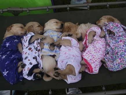 חיות מתכוננות לשינה (צילום: buzzfeed)