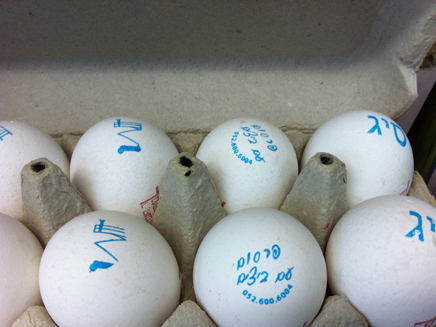 הביצים החדשות (צילום: סיג)