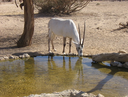 חי בר יטבתה שי קבסה (צילום: שי קבסה)