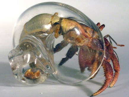 שריונות סרטנים מזכוכית (צילום: geekologie.com)