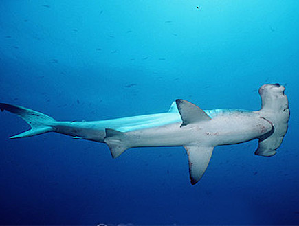כריש פטיש (צילום: flmnh.ufl.edu)