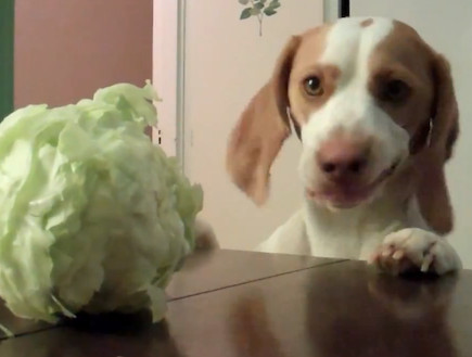 dog cabbage