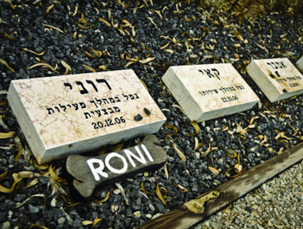 כלבי עוקץ (צילום: שי בן ארצי, "ביבשה")