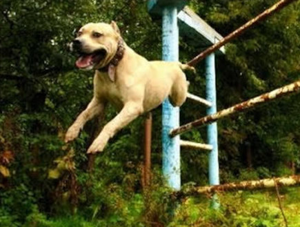 כלב הפארקור המשוגע (צילום: odditycentral.com)