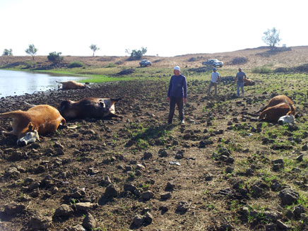 שדה קטל של עדר בקר (צילום: גיא ורון)