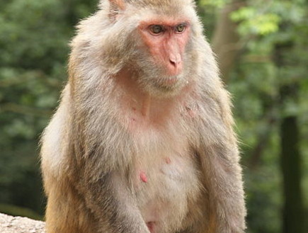 קוף מקוק (צילום: ויקיפדיה)