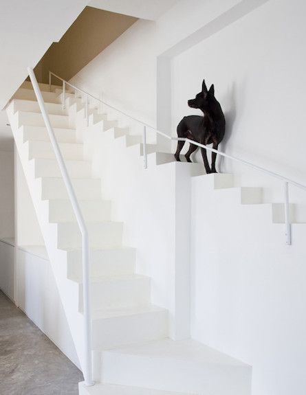 מדרגות מיוחדות לכלבים (צילום: Hiroyuki Oki of Decon Photo Studio)