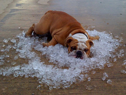 כלבים מנצלים את הרגעים האחרונים של הקיץ (צילום: buzzfeed)