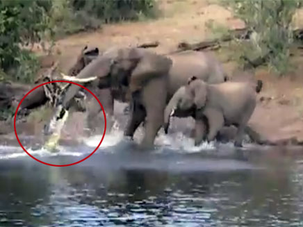 תקיפת הפיל עלתה לתנין ביוקר (צילום: חדשות 2)