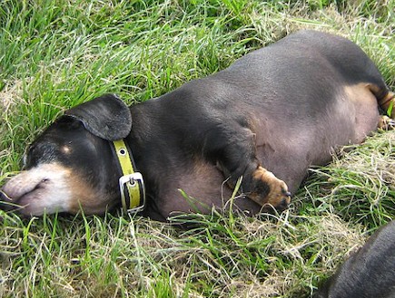 כלבי תחש שמנים (צילום: dailymail.co.uk)