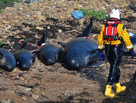 התאבדות לוייתנים בסקוטלנד (צילום: Jeff J Mitchell, GettyImages IL)