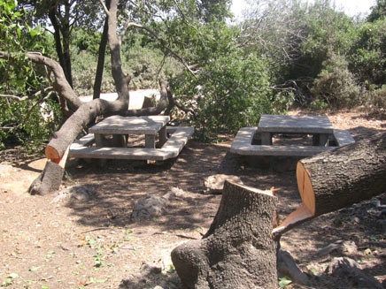 "לא יהיה ניתן להחזיר את הנזק", העצים שנכ (צילום: נתן אלבז, פקח רשות שמורות הטבע והגנים)