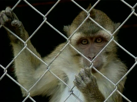 קופים, חוות מזור, ניסויים בבע"ח (צילום: חדשות 2)