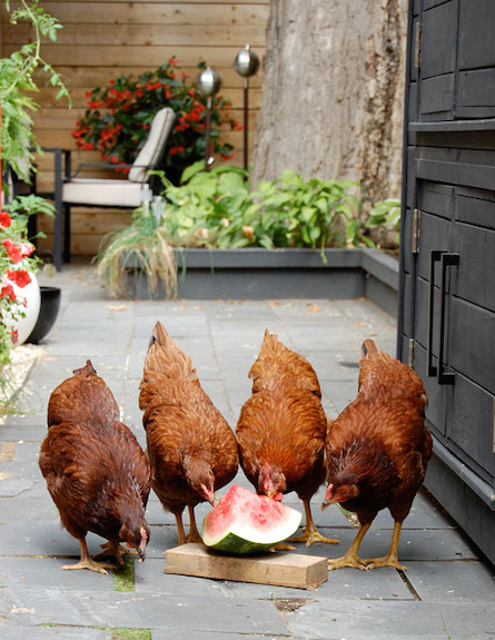 תרנגולוץ אוכלות אבטיח (צילום: מתוך האתר - theartofdoingstuff com)