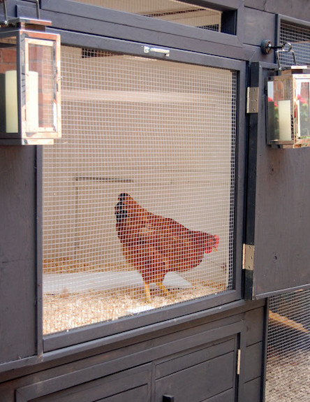 תרנגולת בלול (צילום: מתוך האתר theartofdoingstuff com)