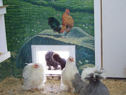 תרנגולו בלול (צילום: מתוך האתר backyardchickens com)