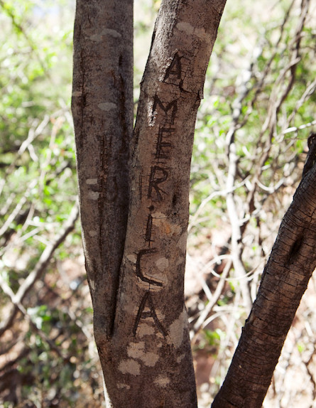עץ בתחנת מהגרים במדבר סונוראן (צילום: Michael Wells)