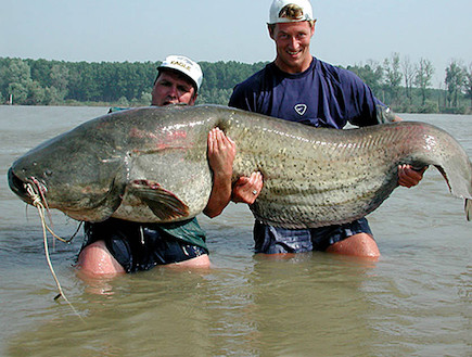 דג בסה ענק (צילום: imagesnet.net)