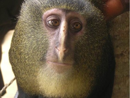 קוף לסולה (צילום: msn.com)