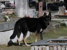 הרועה הגרמני שמחכה ליד קבר בעליו (צילום: odditycentral.com)