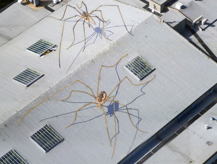 עכבישי ענק על הגג (צילום: thisiscolossal.com)