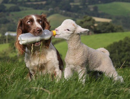 ג'ס הכלבה המאמצת כבשים (צילום: dailymail.co.uk)