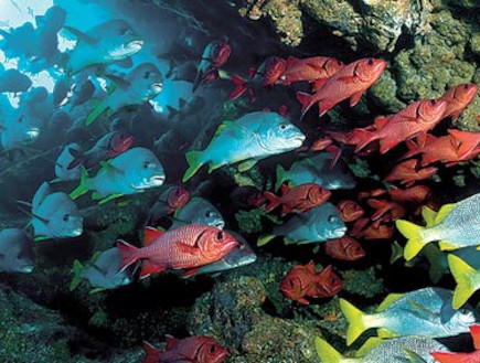 דגים בשלל צבעים (צילום: undersea honter)
