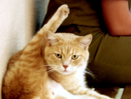 חתול סקייהוק (צילום: אלדד אלמוזנינו, מדור צבא וביטחון)