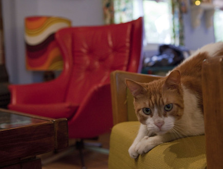 חתול בספה (צילום: הגר דופלט)