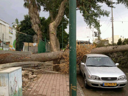 העץ קרס וגרם להפסקת זרם החשמל (צילום: חדשות 2)