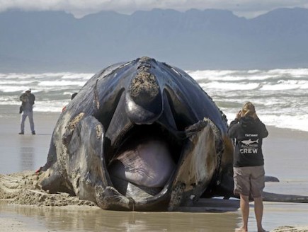 לוויתן בחוף בדרום אפריקה