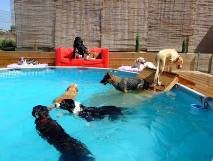 מלון בוטיק לכלבים 4 (צילום: עודד קרני)