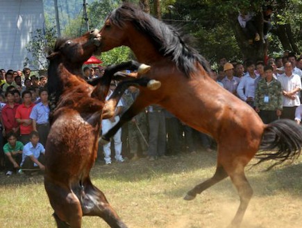 קרבות סוסים בסין (צילום: dailymail.co.uk)