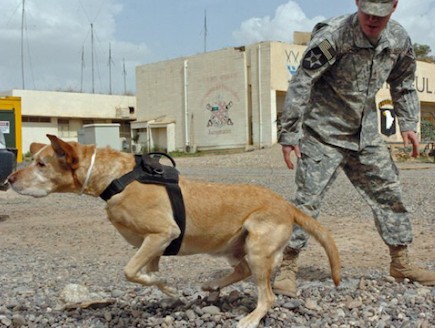 כלב גיבור גייב (צילום: Army.Mil)
