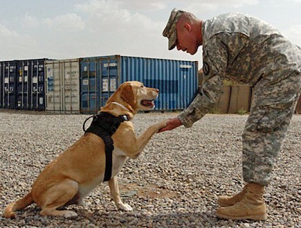 הכלב הגיבור גייב (צילום: Army.Mil)