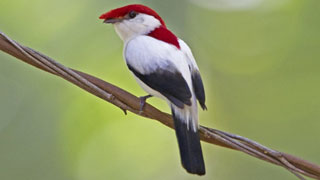 Araripe Manakin (öéìåí: חדשות 2)