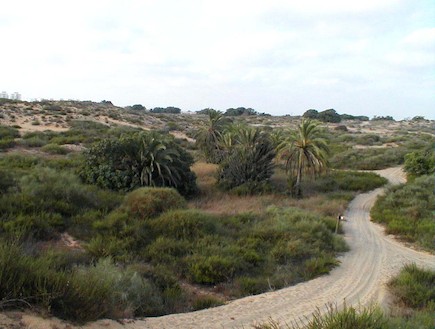 בוסתנים ליד הדיונה הגדולה באשדוד (צילום: איל שפירא)