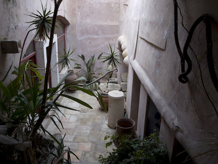 נבל דוד, בית אריק פלציג, הר ציון ירושלים-צמחים  (צילום: גיא יצחקי)