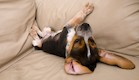 כלב מתגלגל (צילום: אימג'בנק / Thinkstock)
