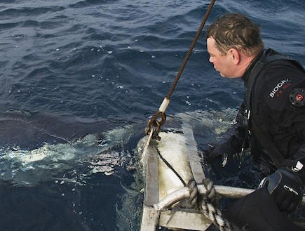 כרישת מאקו שהקיפה את הסירה של סם צ'ייר (צילום: dailymail.co.uk)