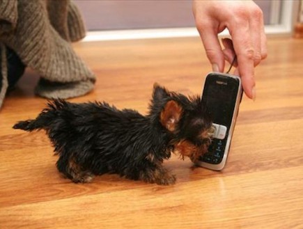הגורה הקטנה ביותר בעולם (צילום: nydailynews.com)
