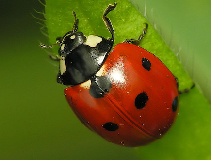 פרת משה רבנו (צילום: wikipedia.org)